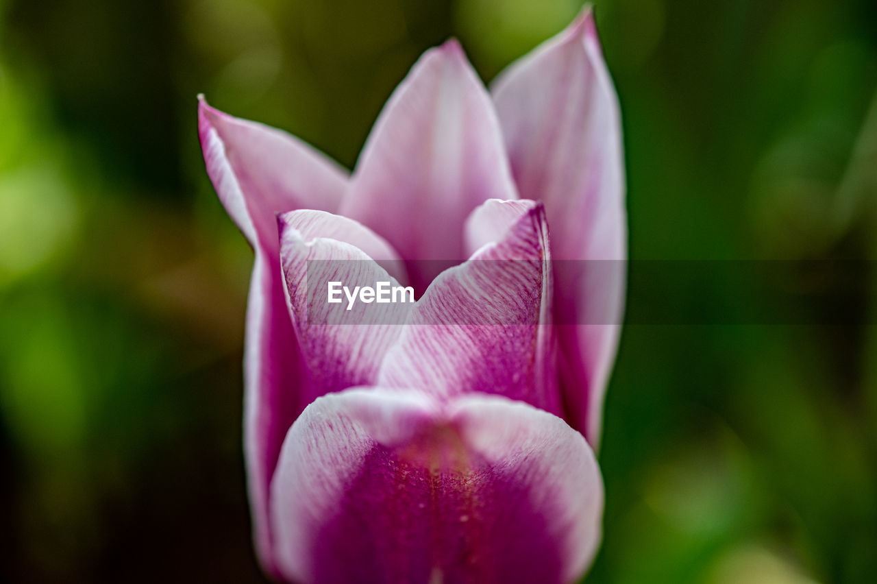 Close-up of pink water lily