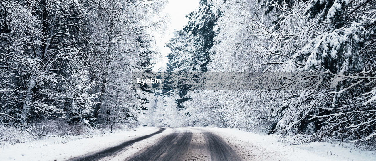 SNOW COVERED ROAD AMIDST TREES