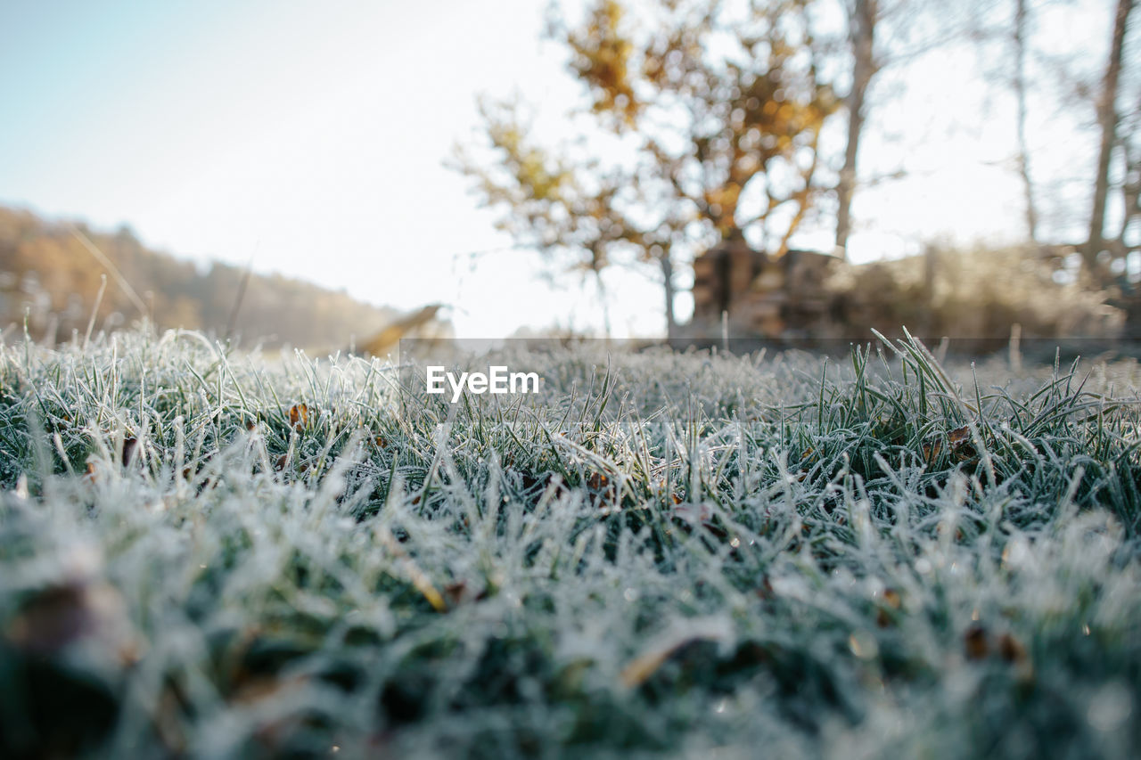 Close-up of frozen plants