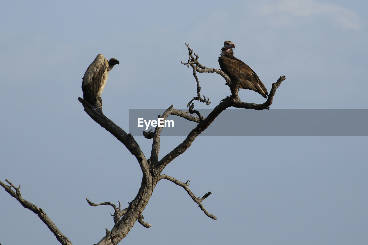 LOW ANGLE VIEW OF BIRD PERCHING ON BRANCH AGAINST CLEAR SKY