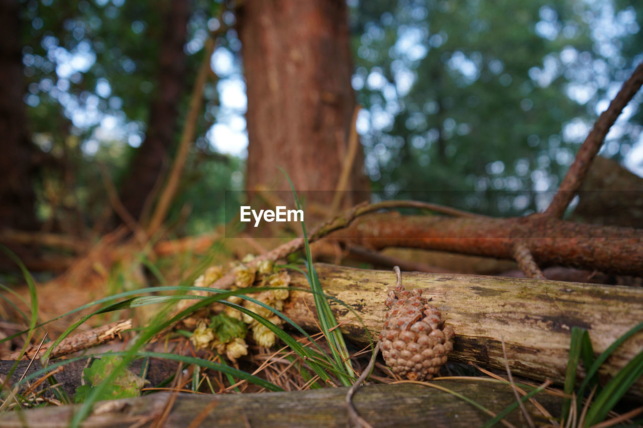 CLOSE-UP OF MUSHROOMS GROWING ON TREE TRUNK