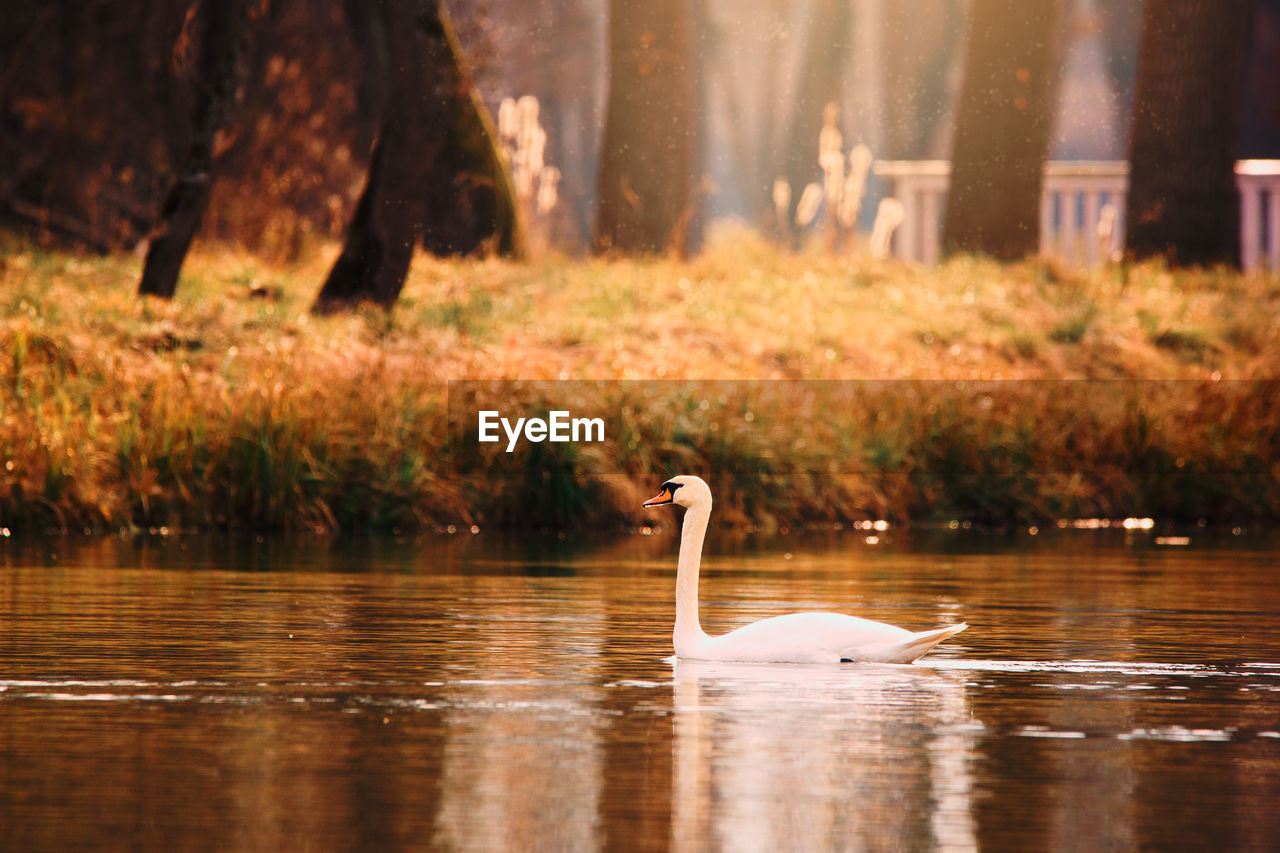 Swan on the lake