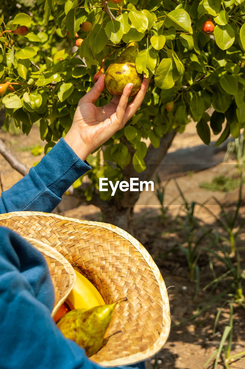 MIDSECTION OF PERSON HOLDING APPLE