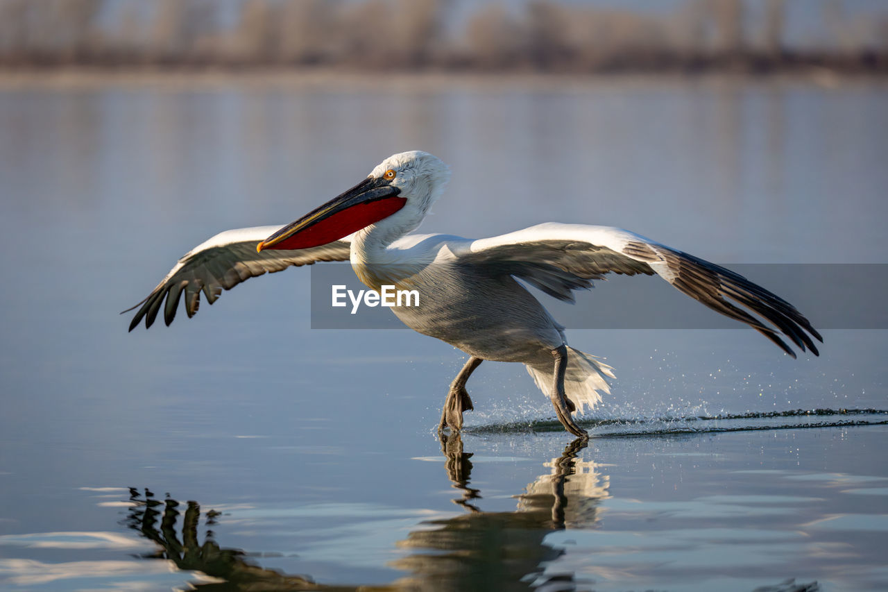 close-up of pelican