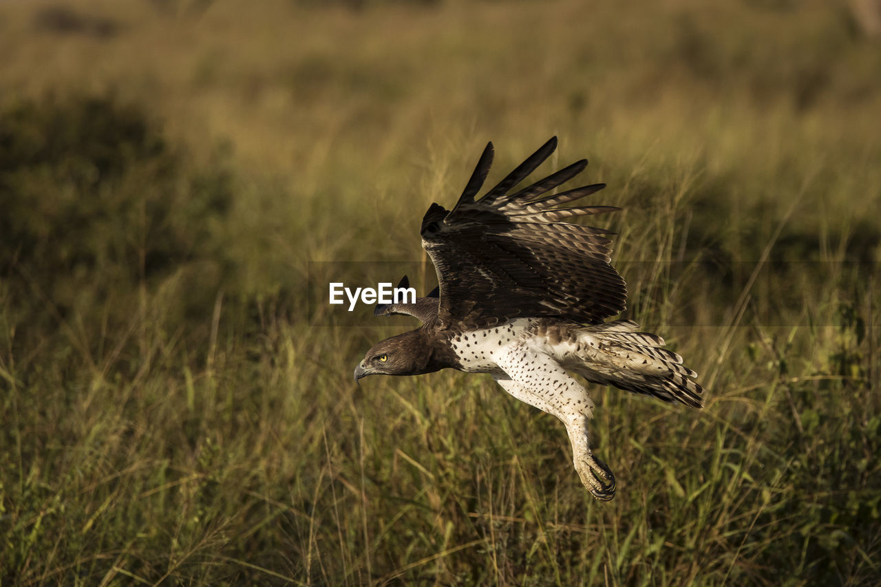 BIRD FLYING OVER THE FIELD