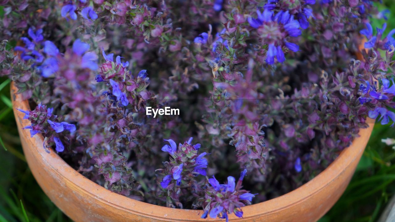 Close-up of purple flowering plants