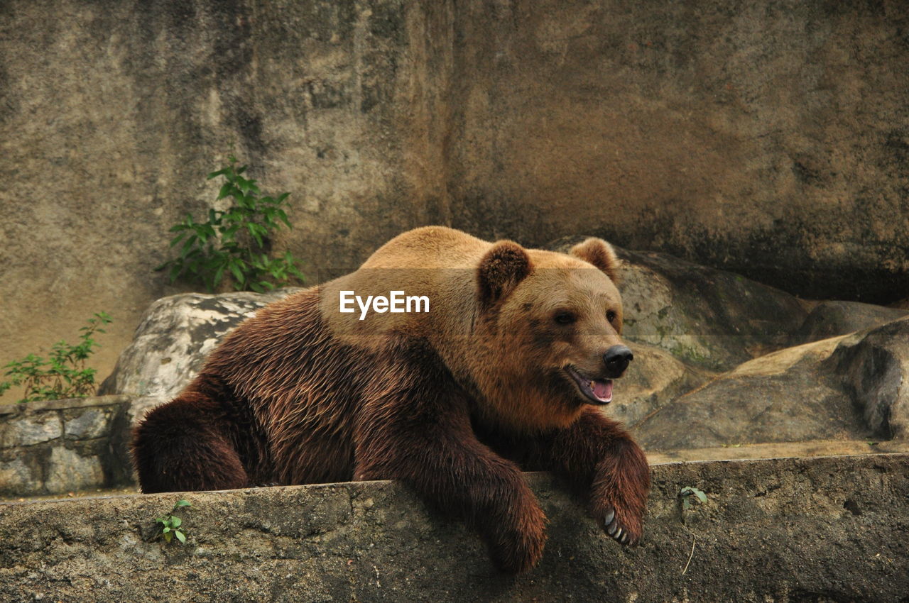 Grizzly bear relaxing at zoo