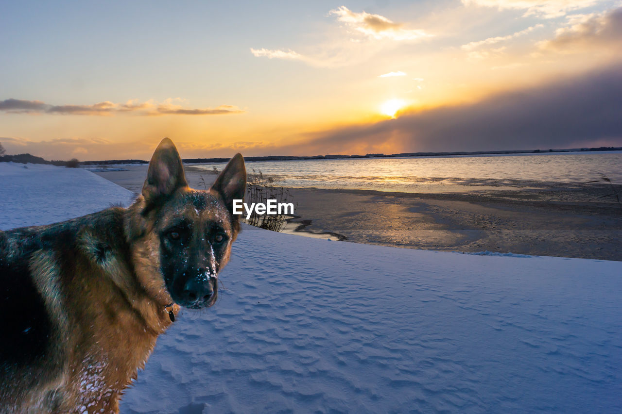 animal, mammal, animal themes, water, one animal, dog, sky, sunset, canine, pet, domestic animals, sea, nature, land, beach, cloud, winter, german shepherd, beauty in nature, snow, scenics - nature, no people, ocean, carnivore, horizon, environment, sand, outdoors, sunlight, motion, horizon over water, travel destinations, cold temperature