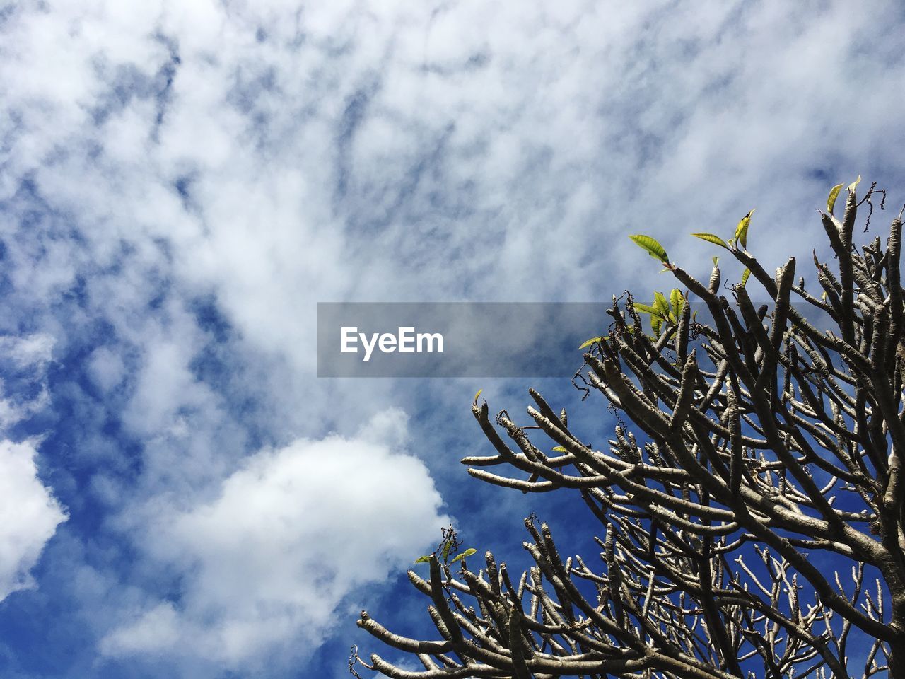 High section of tree against sky