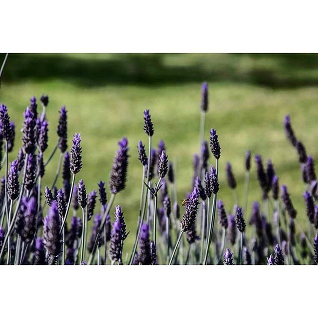 CLOSE-UP OF PURPLE FLOWERS BLOOMING