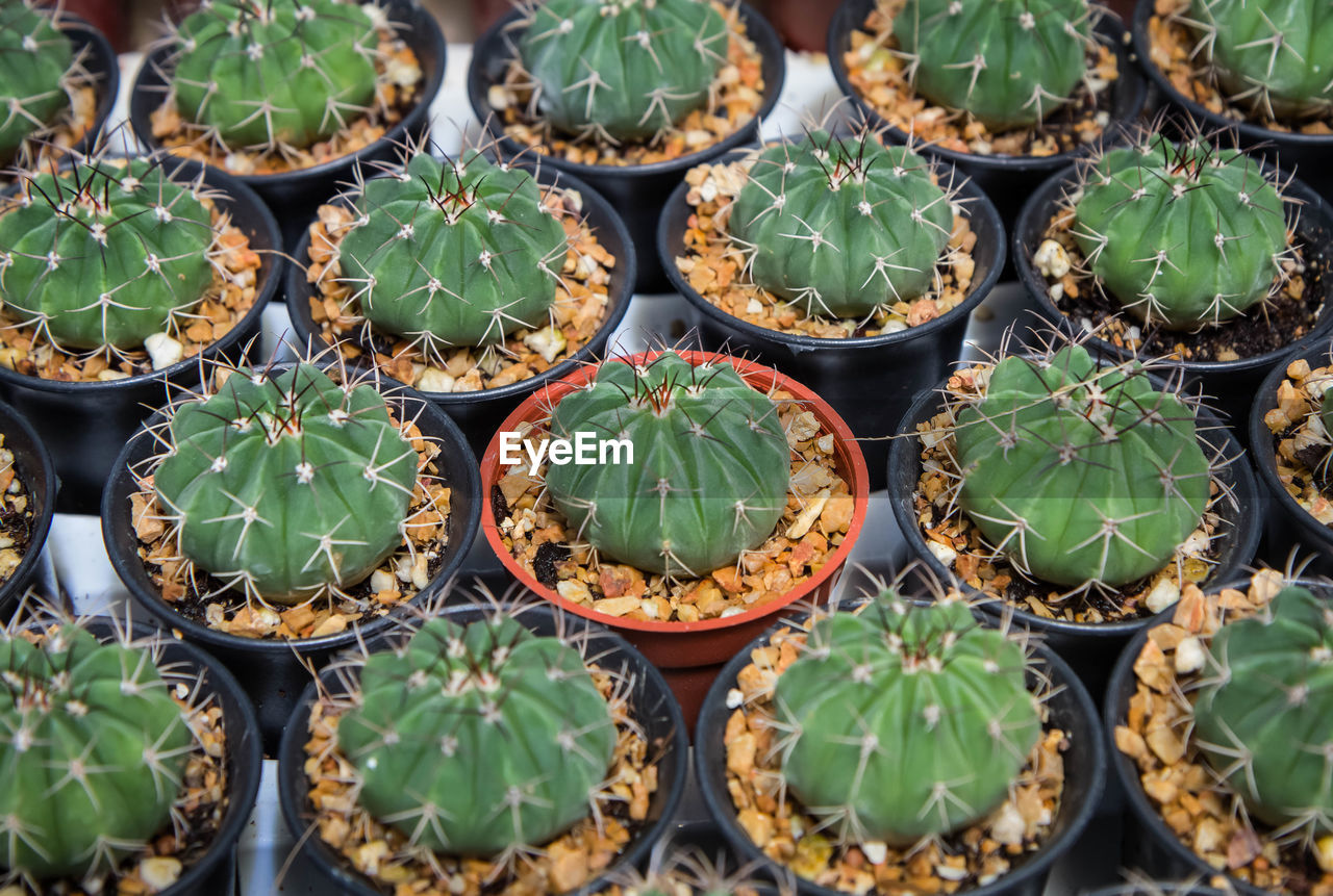 HIGH ANGLE VIEW OF POTTED PLANTS ON CACTUS