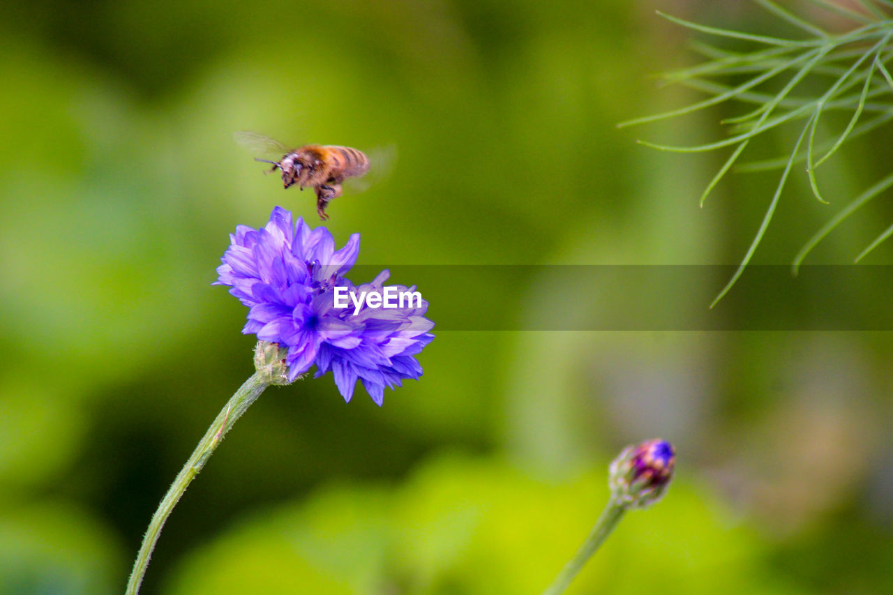 CLOSE-UP OF BEE ON PURPLE FLOWER