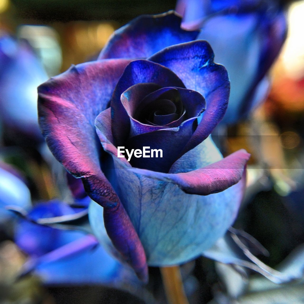 Close-up of blue rose blooming outdoors