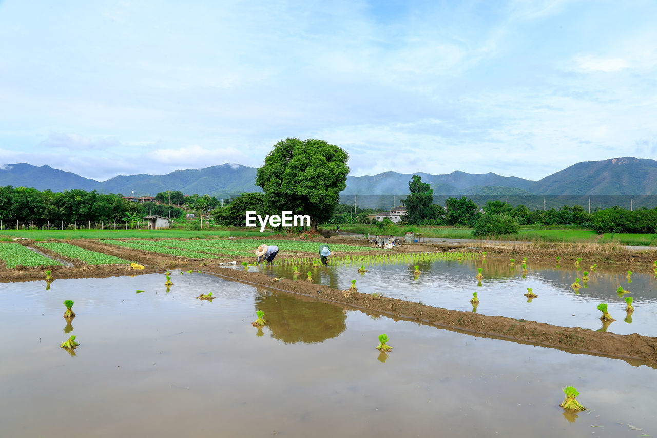 Farmers working on rice field against sky