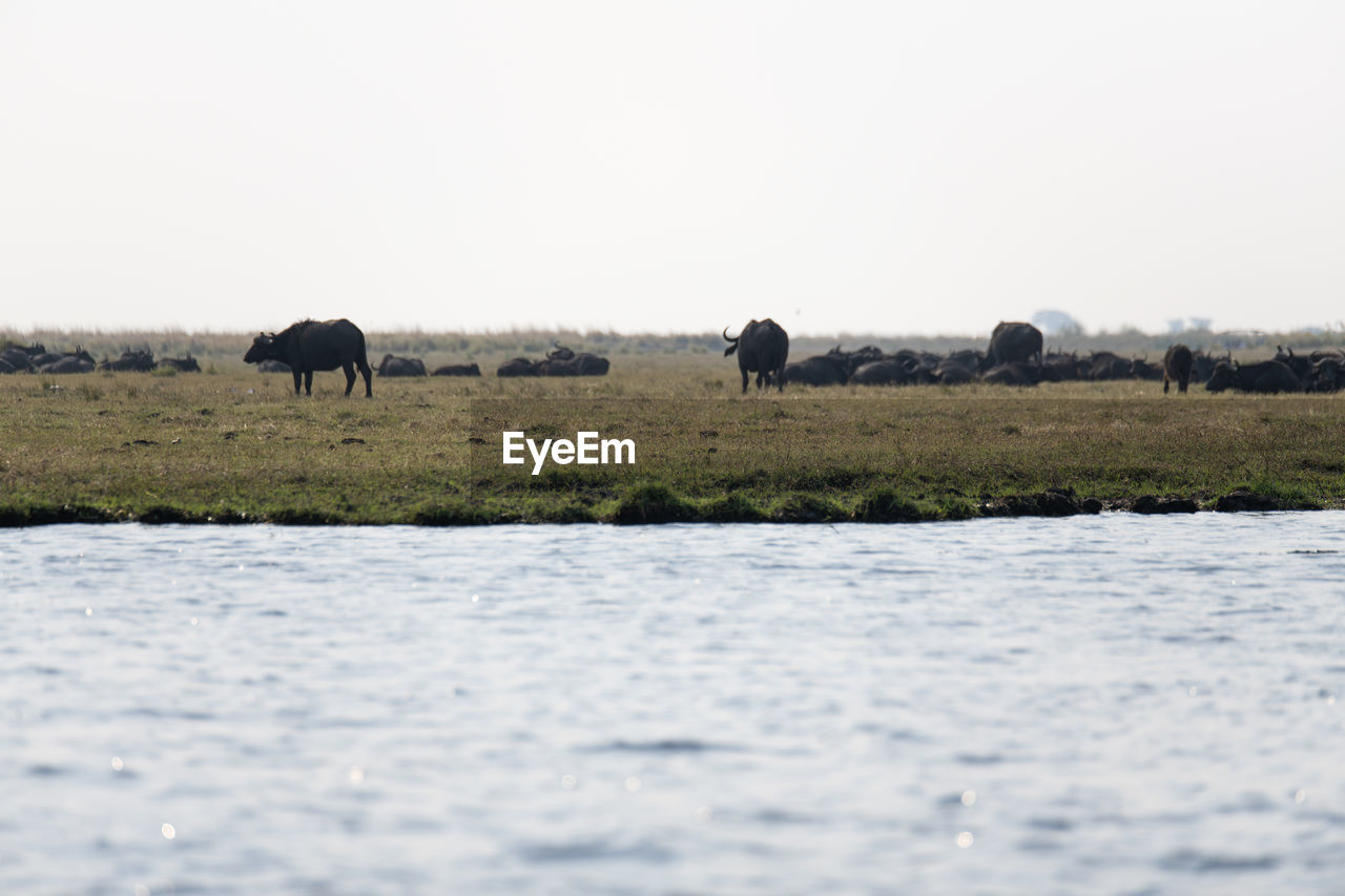 Buffalos in a field