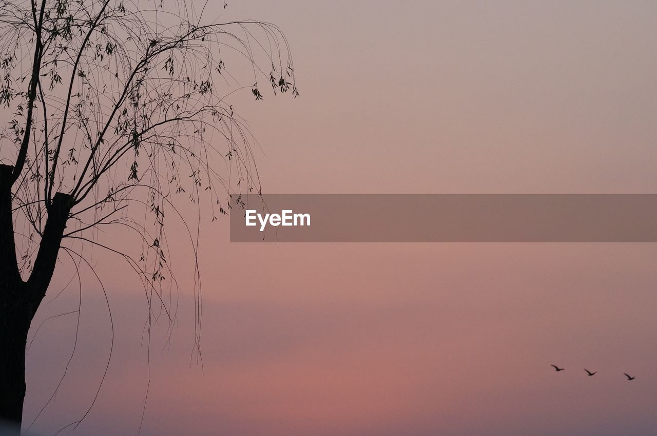 BIRDS FLYING AGAINST SKY DURING SUNSET