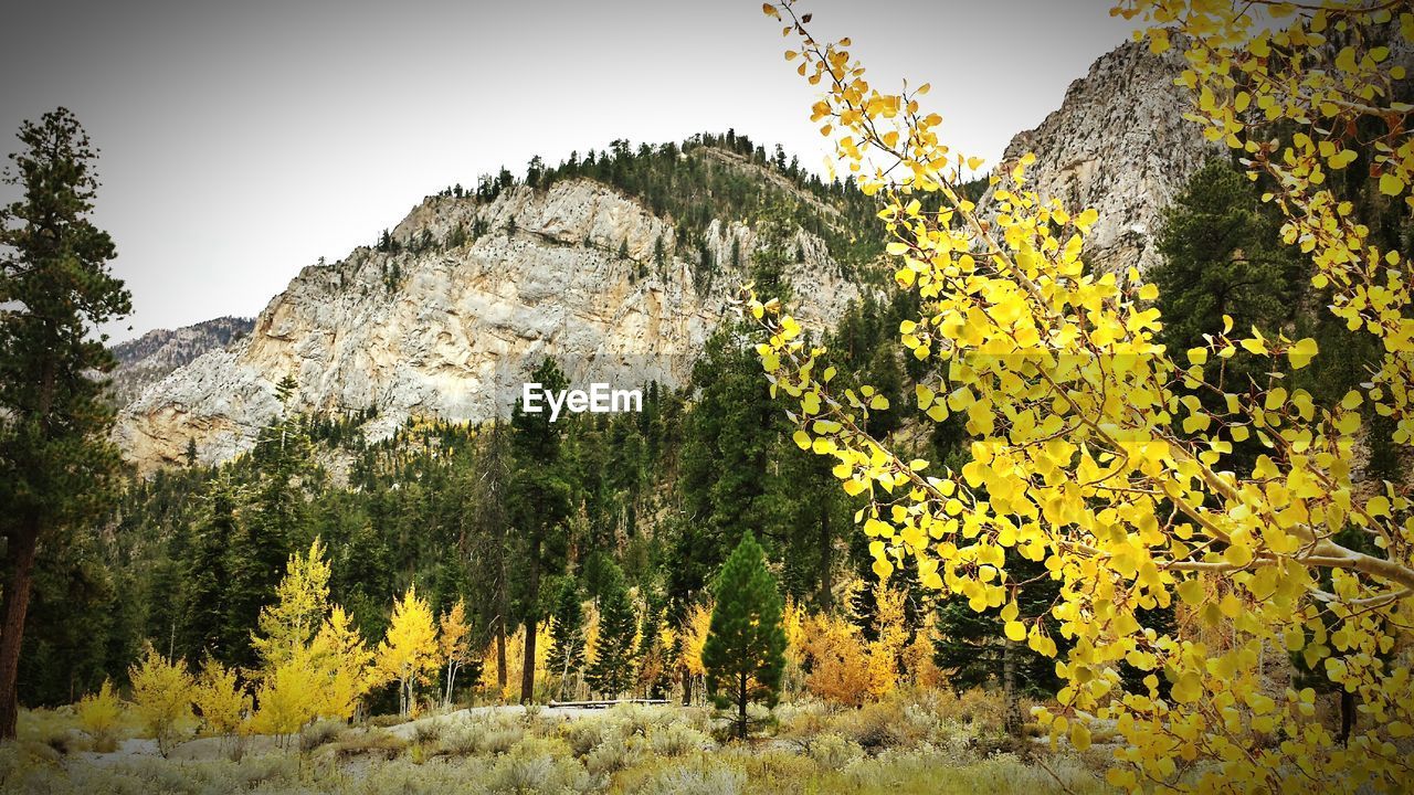 TREES AND YELLOW SKY