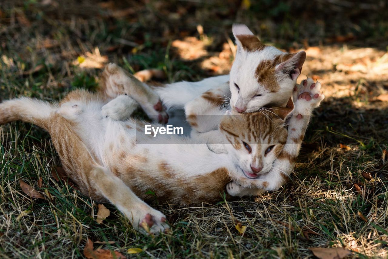 CATS RELAXING ON A LAND