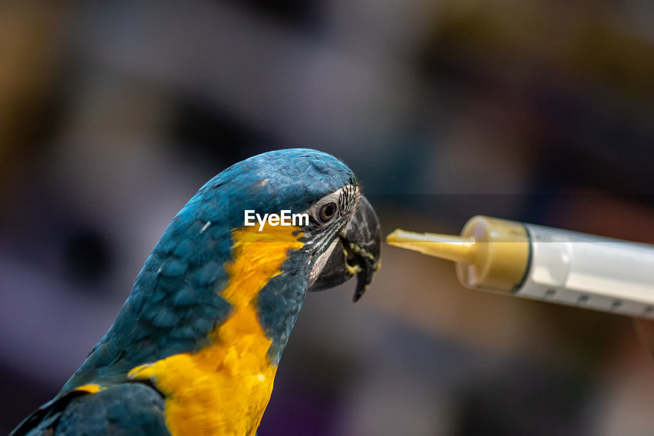 Close-up of parrot perching