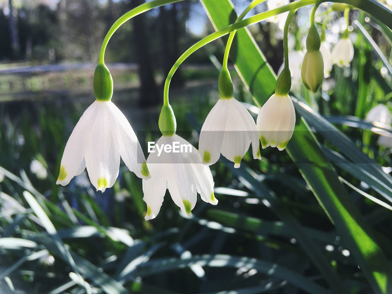 plant, flower, flowering plant, beauty in nature, freshness, growth, nature, white, close-up, snowdrop, petal, fragility, no people, leaf, focus on foreground, plant part, green, tree, springtime, outdoors, day, inflorescence, flower head, botany, water, blossom