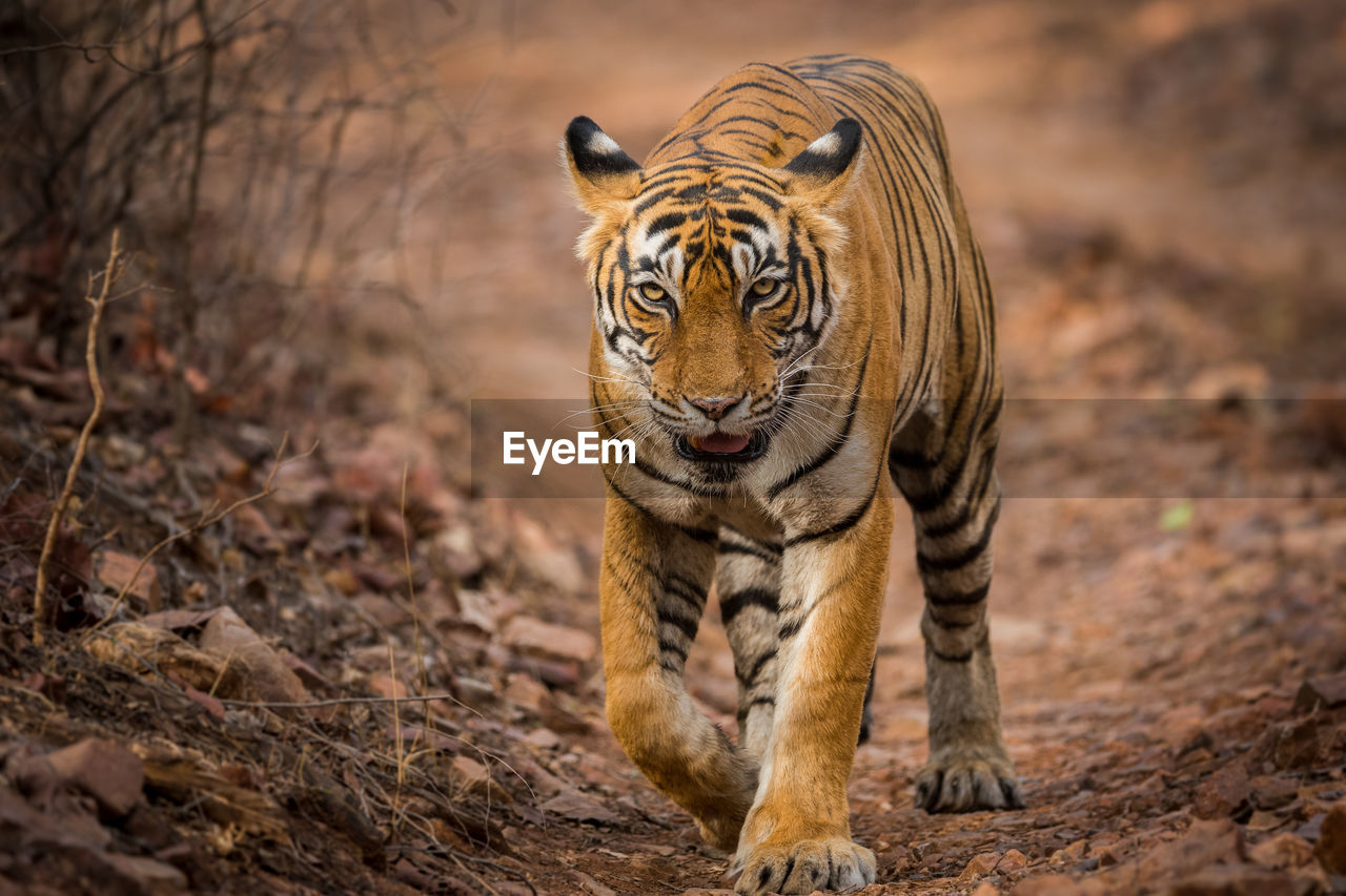 TIGER IN A FIELD