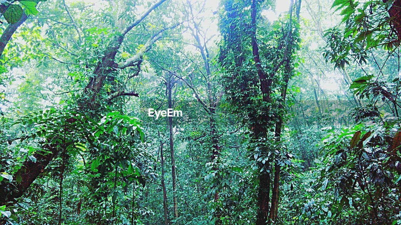 LOW ANGLE VIEW OF BAMBOO PLANTS IN FOREST