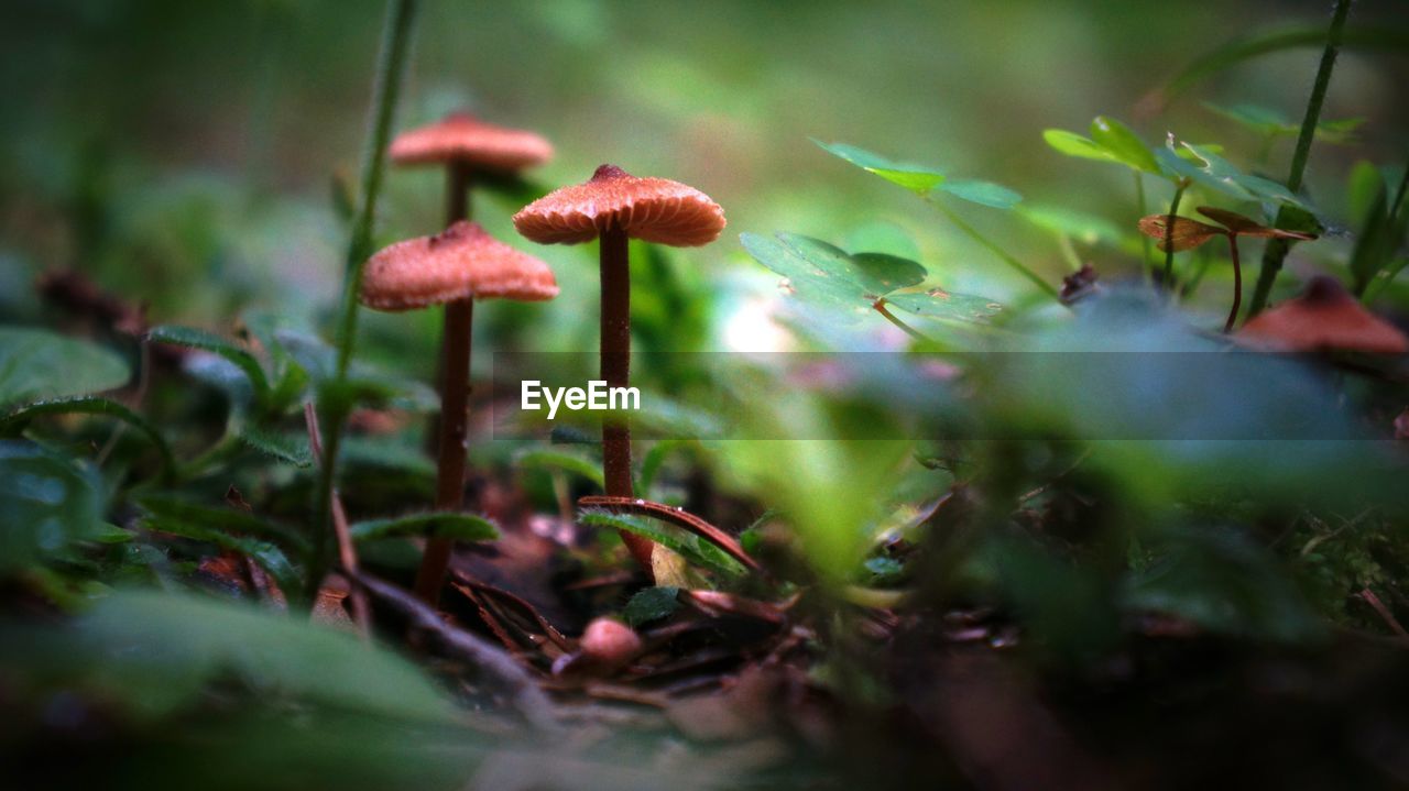 Mushrooms growing on field