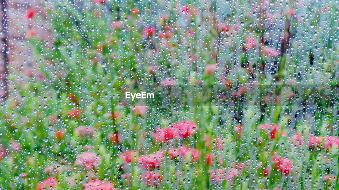 Flowers growing during rainy season seen through wet glass window
