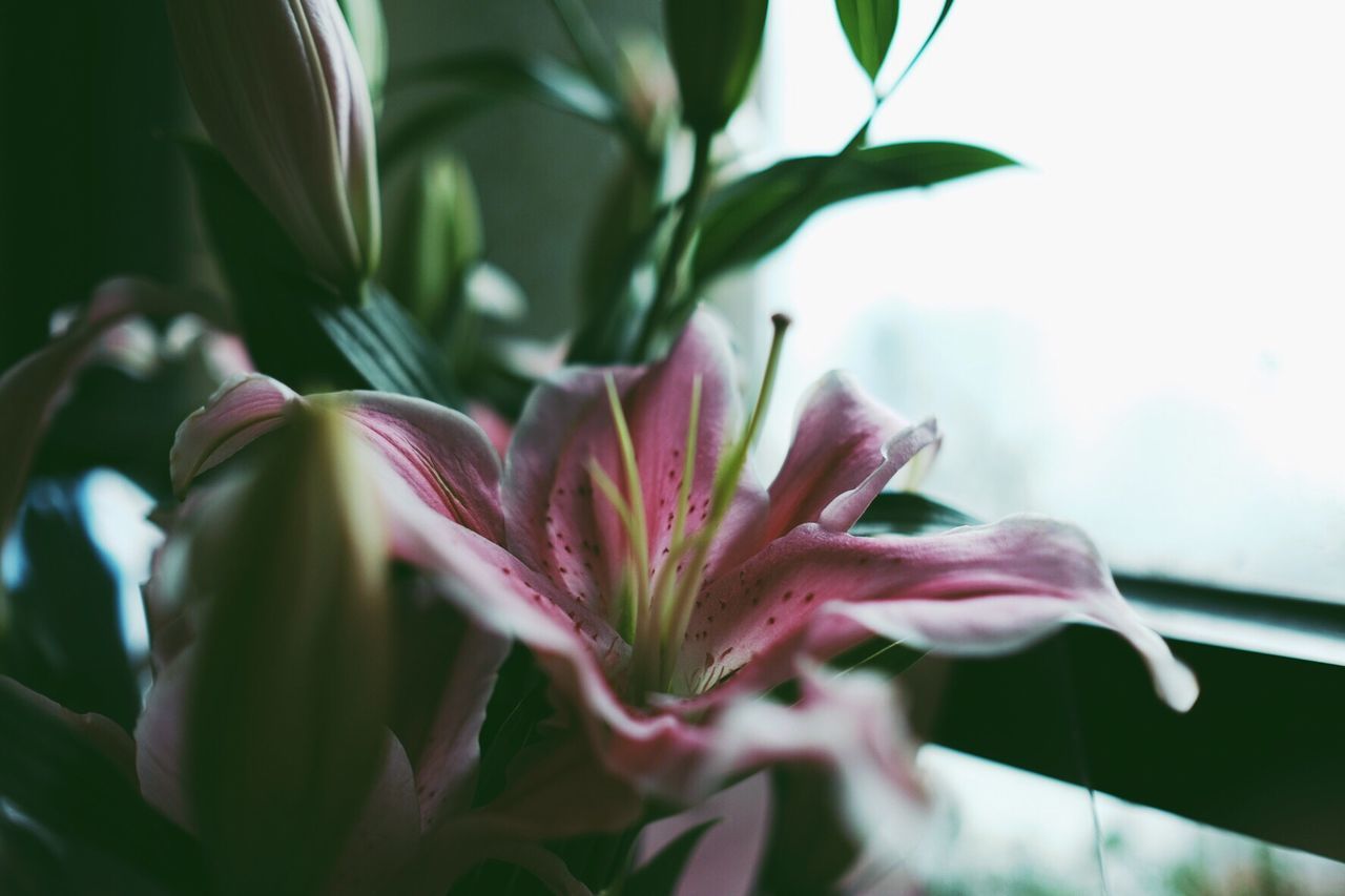 Close-up of pink lily by window