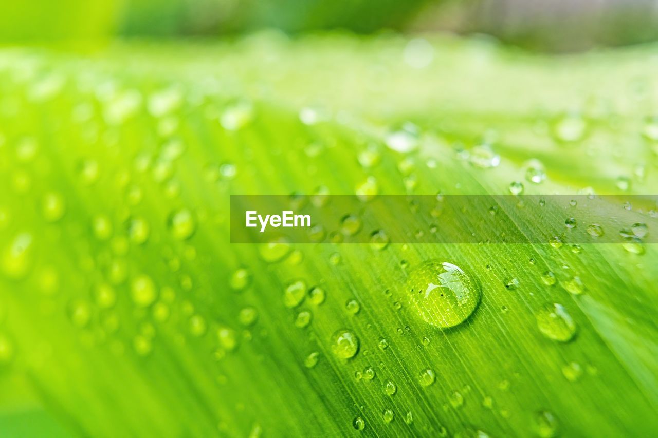 Macro closeup of beautiful fresh green leaf with drop of water nature background.