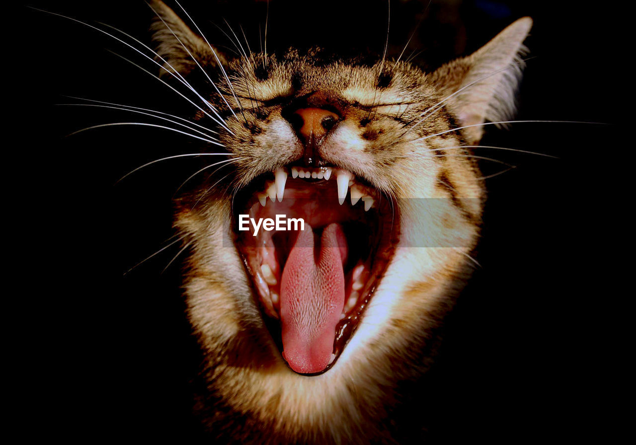 EXTREME CLOSE-UP OF CAT YAWNING