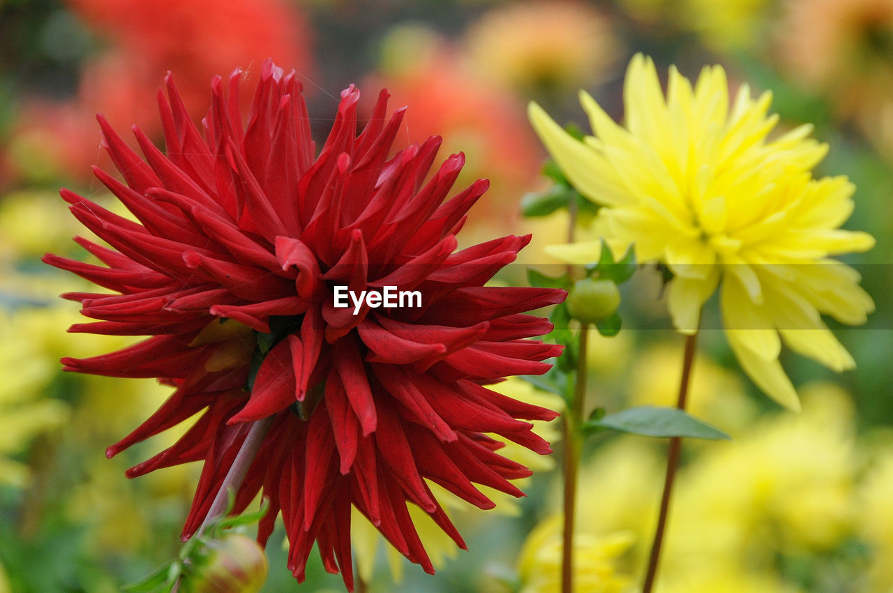 flower, flowering plant, plant, freshness, beauty in nature, close-up, nature, flower head, red, petal, fragility, inflorescence, growth, yellow, focus on foreground, no people, macro photography, vibrant color, springtime, outdoors, blossom, summer, wildflower, day, multi colored, environment