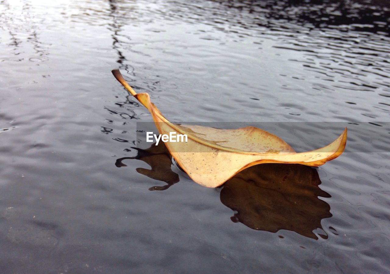 Close-up of fallen leaf in water