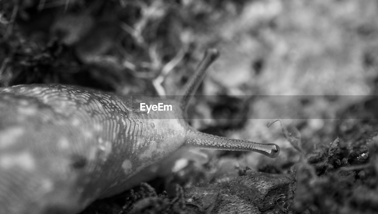 Close- up view on snail