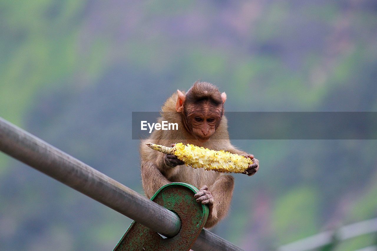 Baby monkey eating corn