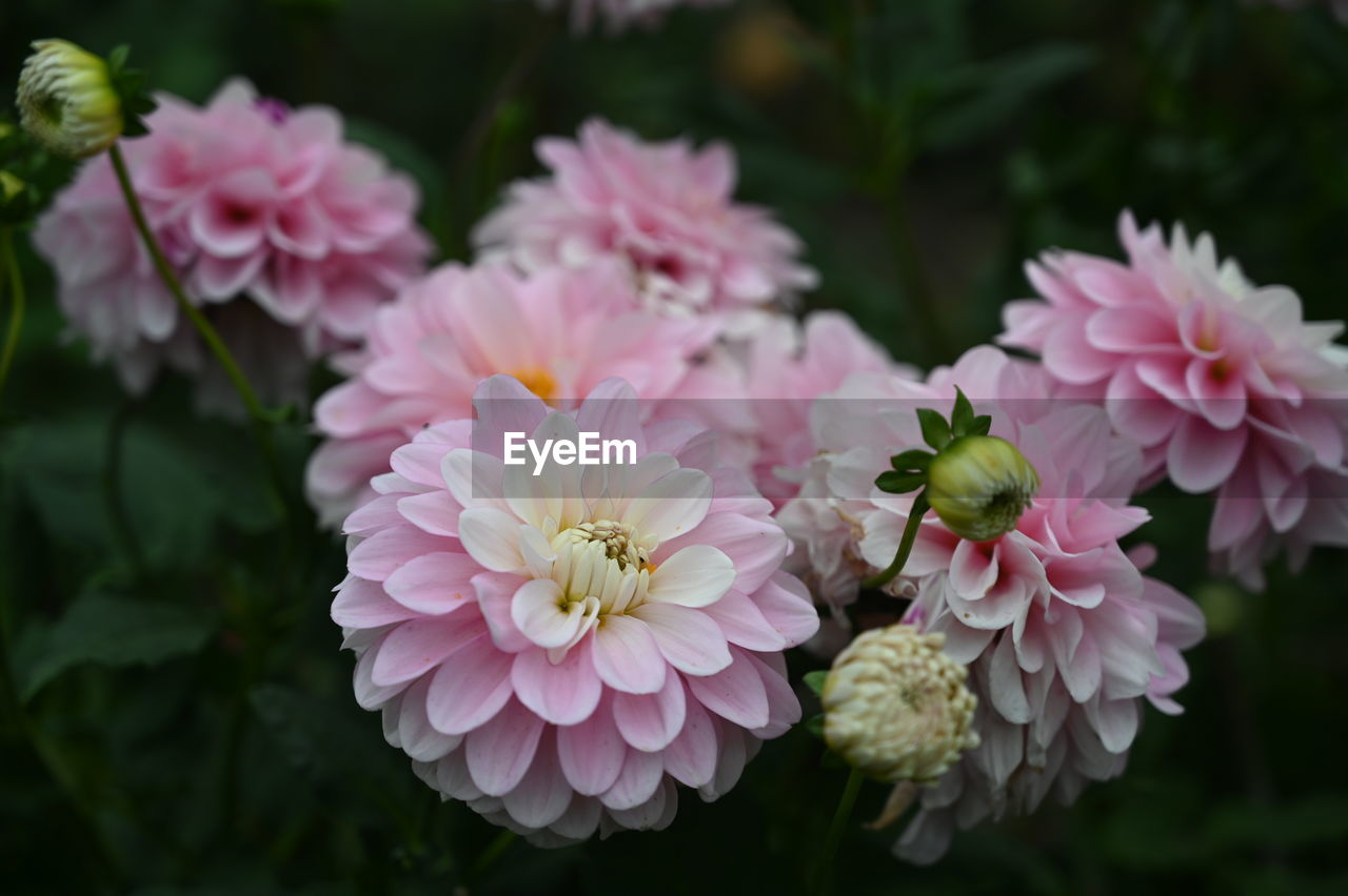 CLOSE-UP OF PINK ROSES