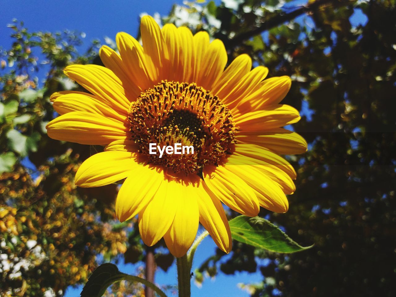 CLOSE-UP OF YELLOW HIBISCUS FLOWER