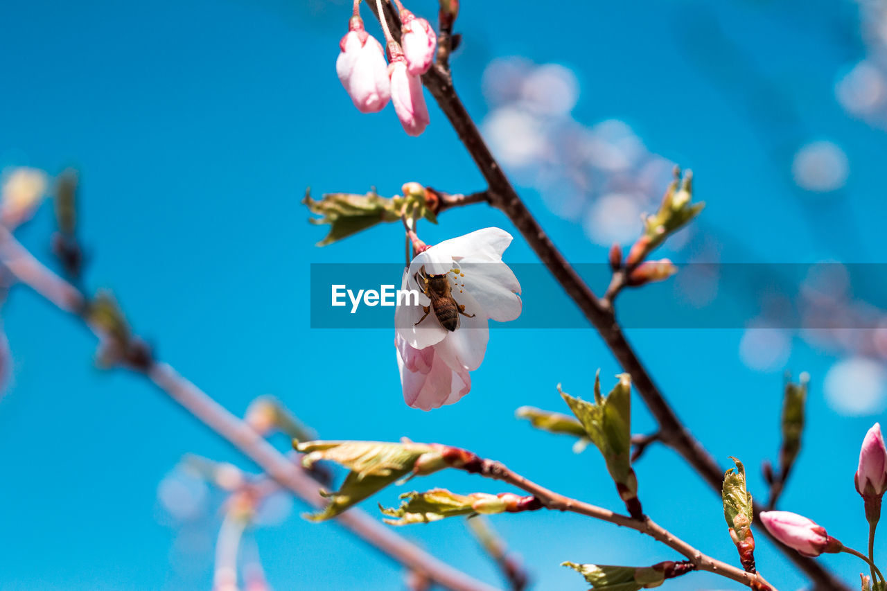 Bee pollinating a cherry blossom tree