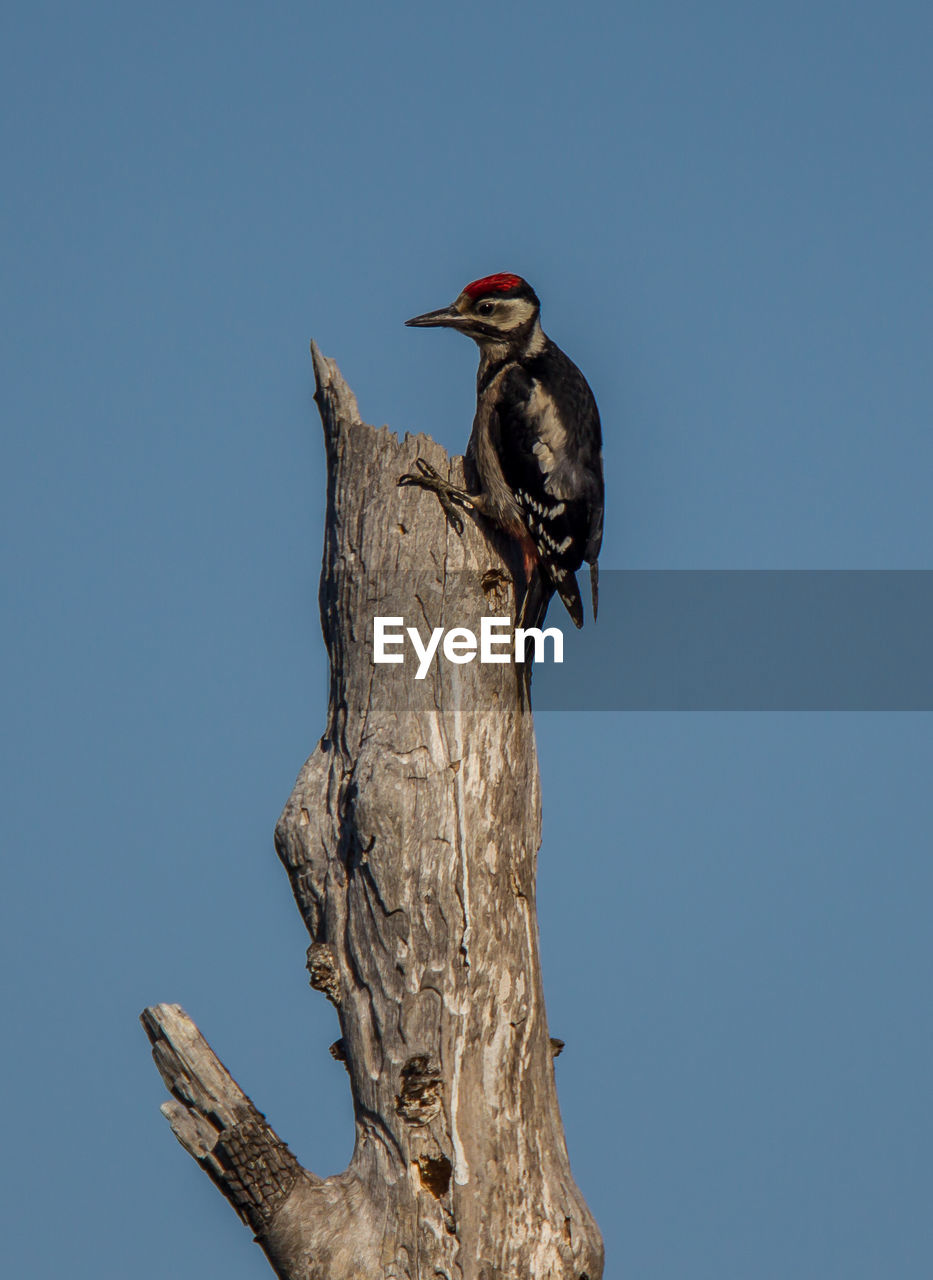 LOW ANGLE VIEW OF A BIRD PERCHING ON A TREE