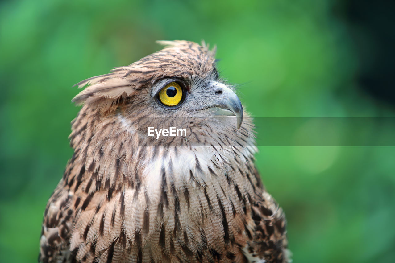 CLOSE-UP PORTRAIT OF AN OWL