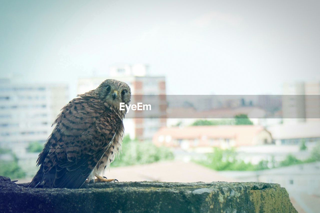 Owl perching on retaining wall