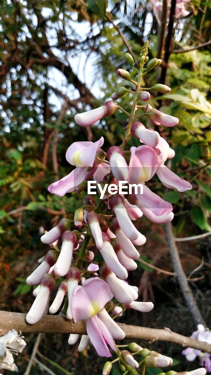 CLOSE-UP OF FLOWER TREE