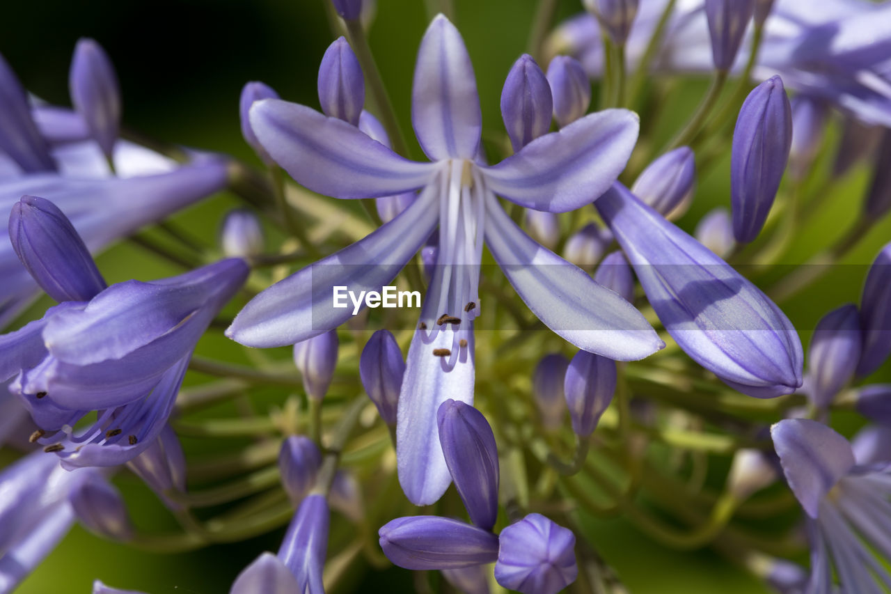 Close-up of african lilies