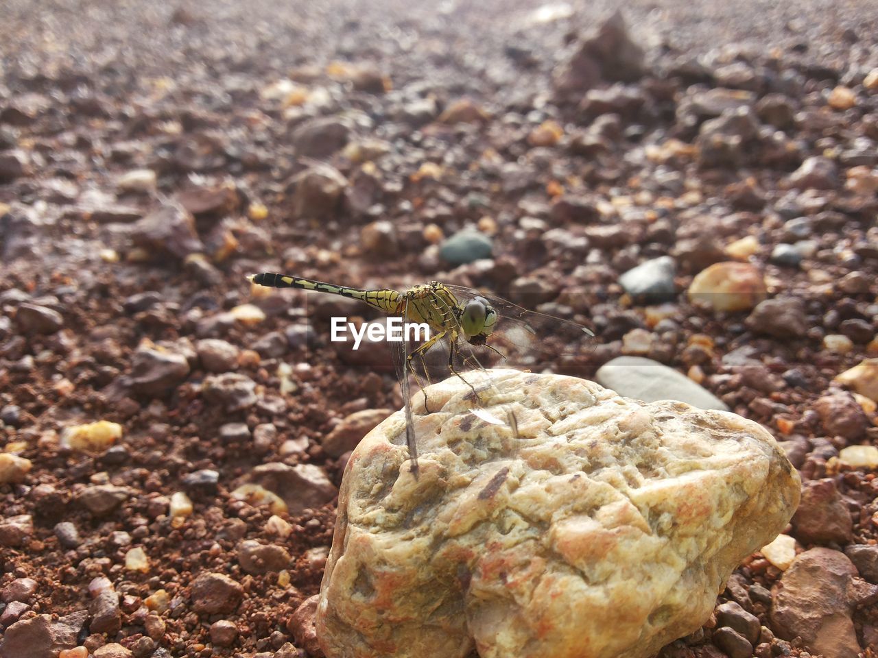 CLOSE-UP OF GRASSHOPPER ON ROCK