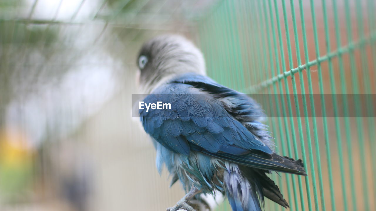 Close-up of bird perching in cage