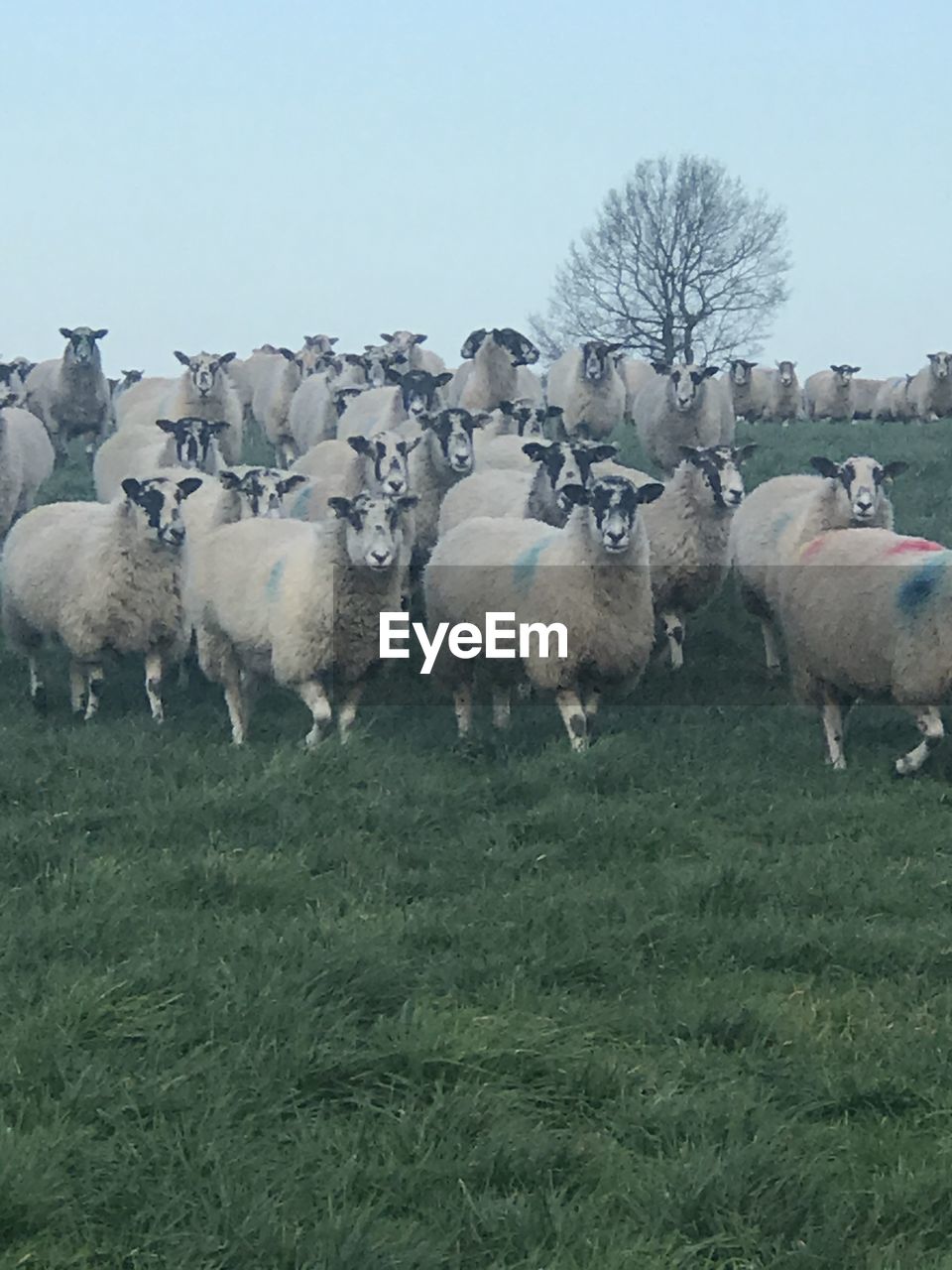 FLOCK OF SHEEP IN THE FIELD