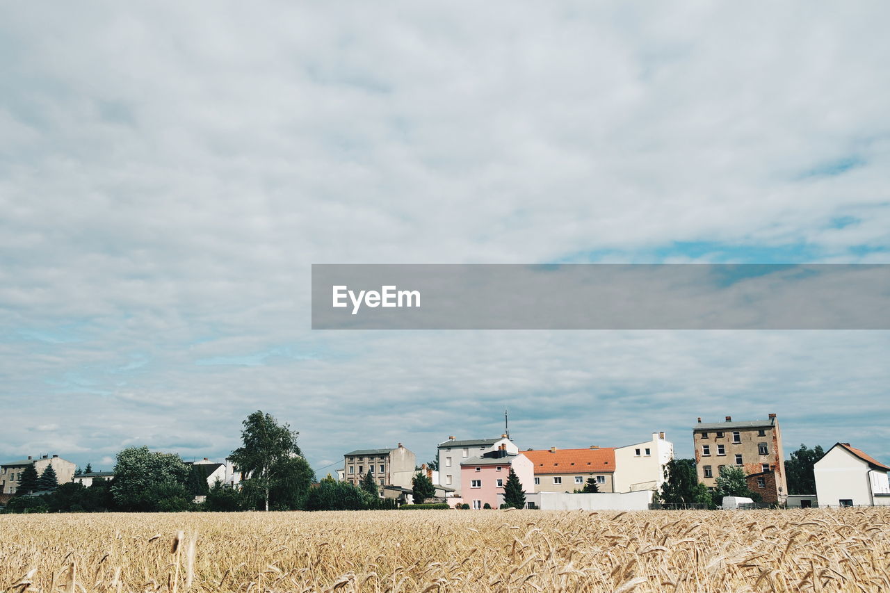 Wheat on field against cloudy sky