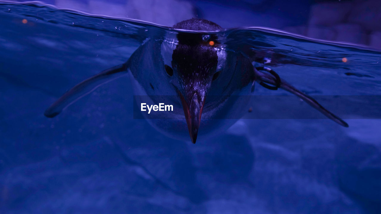 Close-up of penguin swimming in water