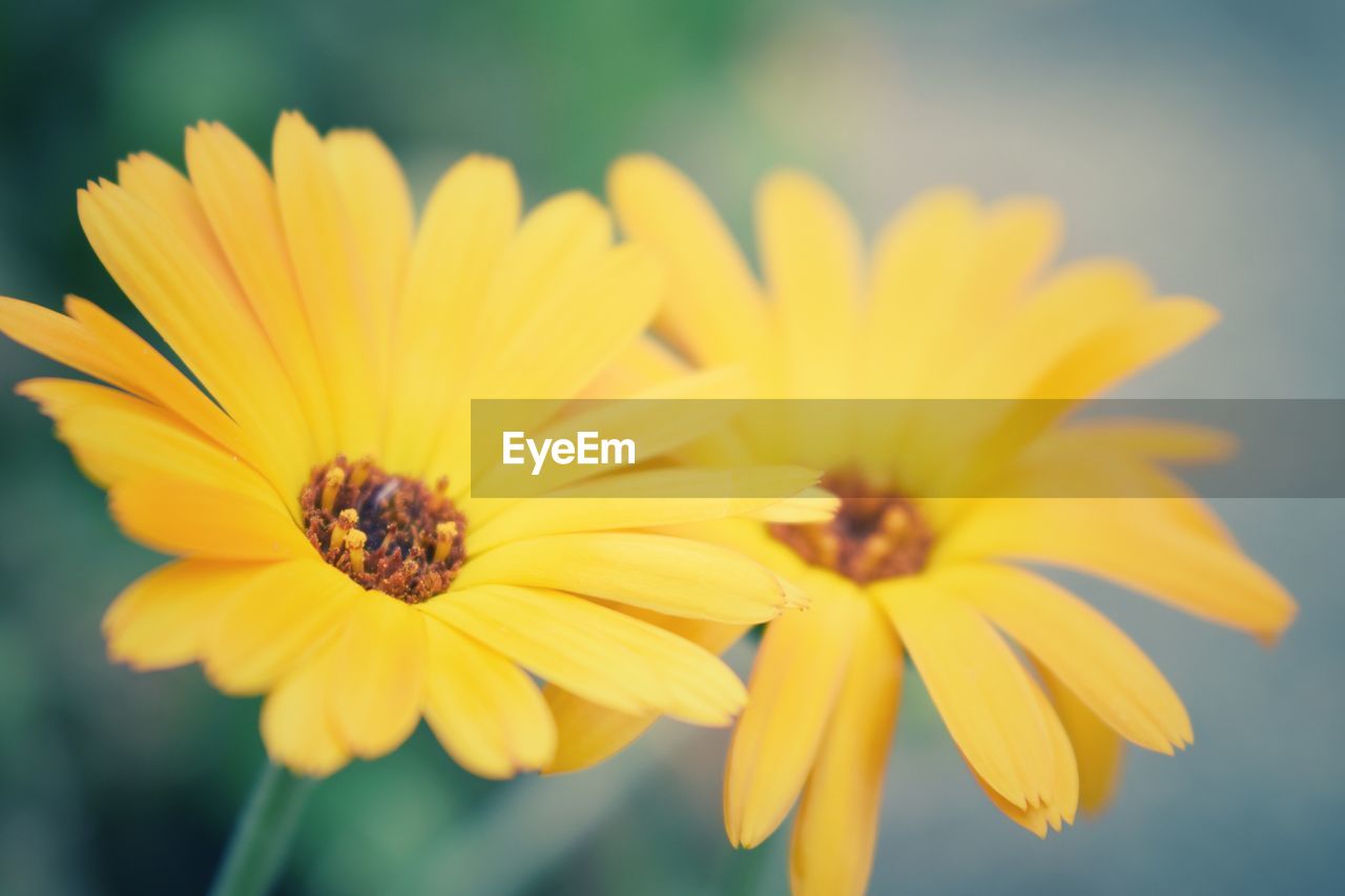 CLOSE-UP OF BEE ON YELLOW FLOWER BLOOMING