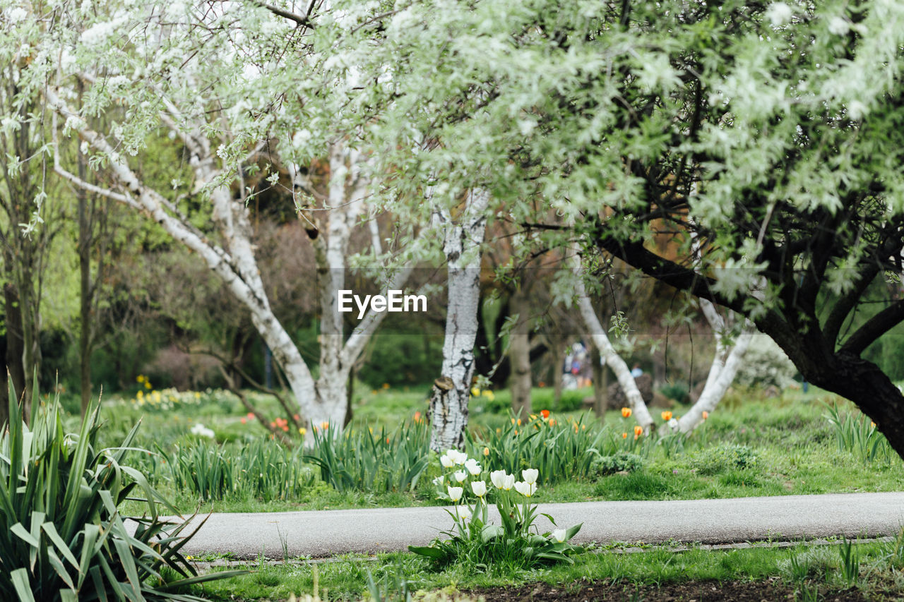 View of flowering plants in park